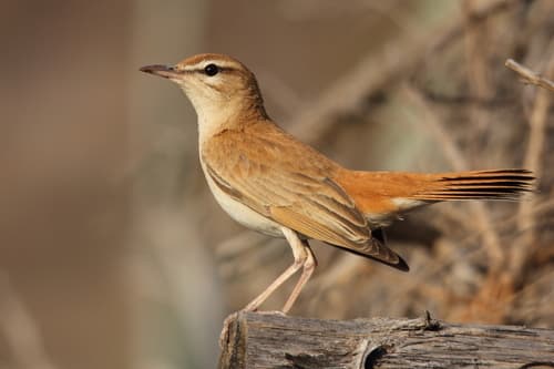 Rufous-tailed Scrub-Robin