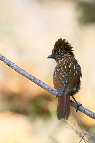 Striated Laughingthrush