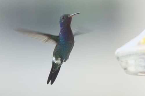 Sapphire-throated Hummingbird