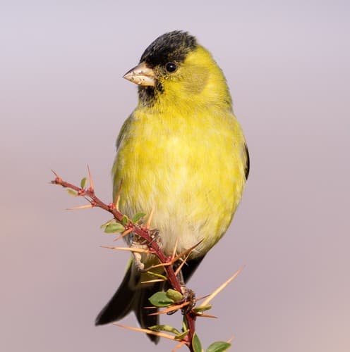 Black-chinned Siskin