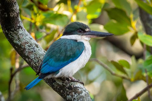 Torresian Kingfisher