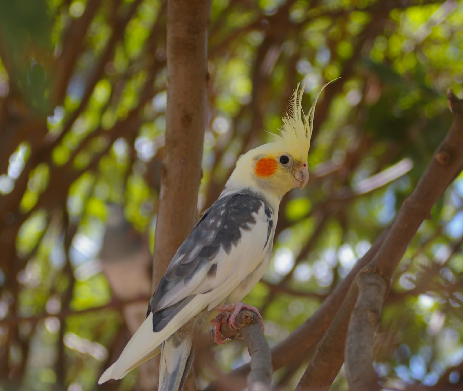 Cockatiel