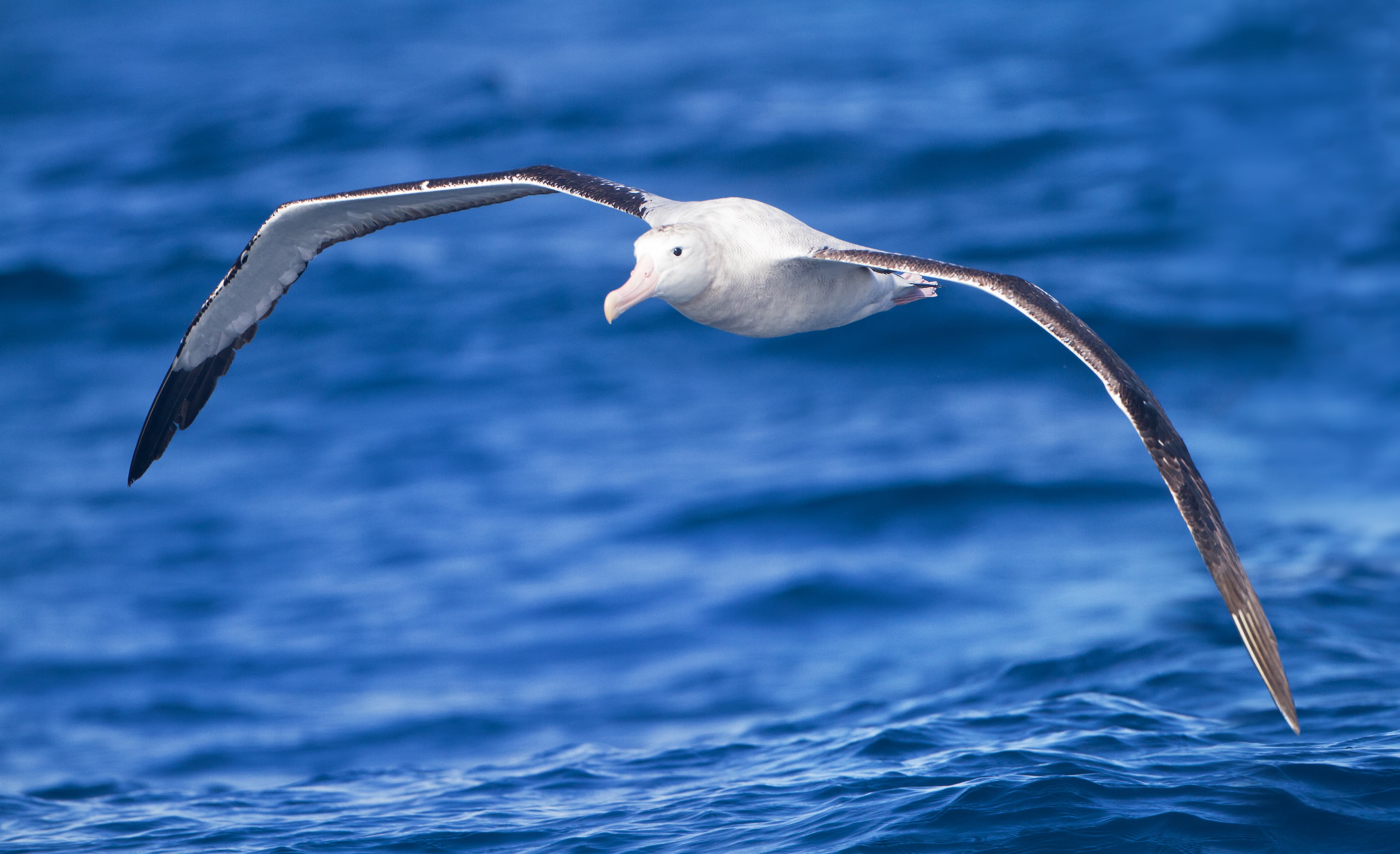 Wandering Albatross