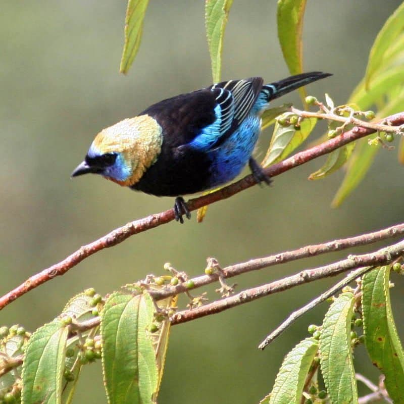 Golden-hooded Tanager