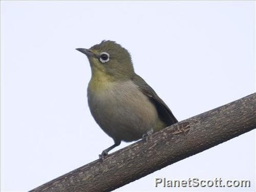 Abyssinian White-eye