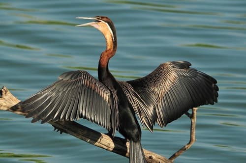 African Darter