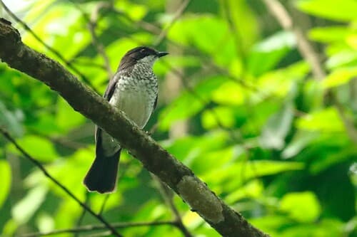 African Forest-Flycatcher