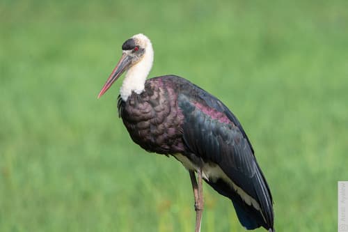 African Woolly-necked Stork