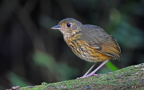 Amazonian Antpitta