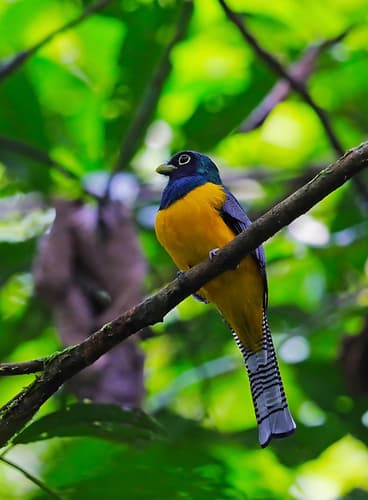 Amazonian Black-throated Trogon