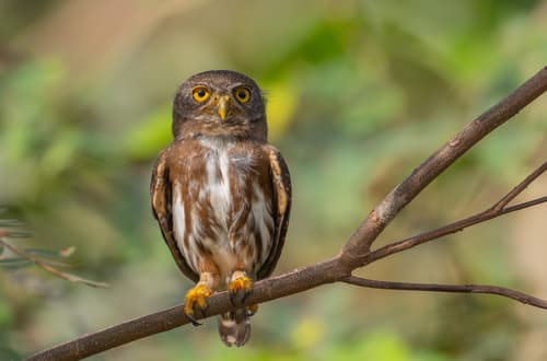 Amazonian Pygmy-Owl
