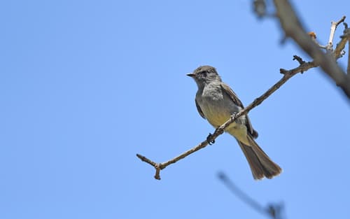 Amazonian Scrub-Flycatcher