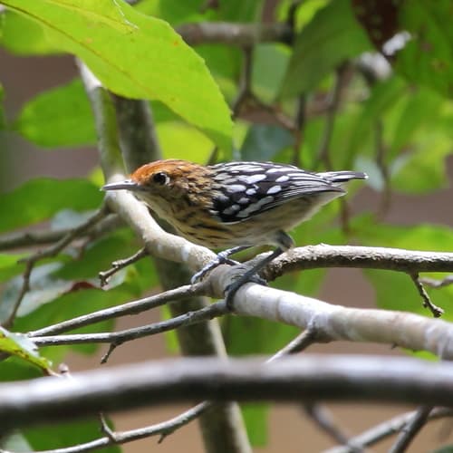 Amazonian Streaked-Antwren