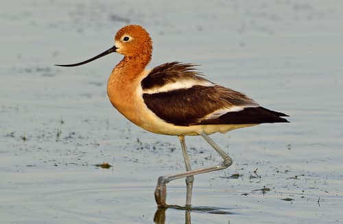 American Avocet
