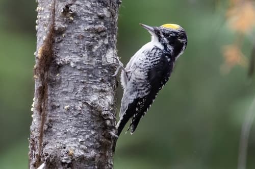 American Three-toed Woodpecker
