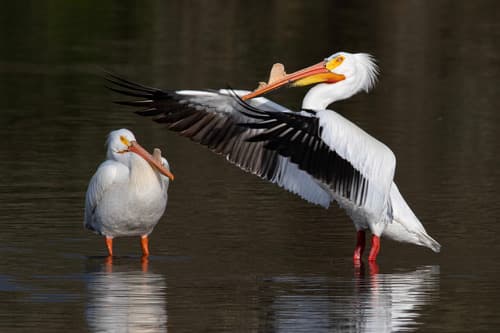 American White Pelican
