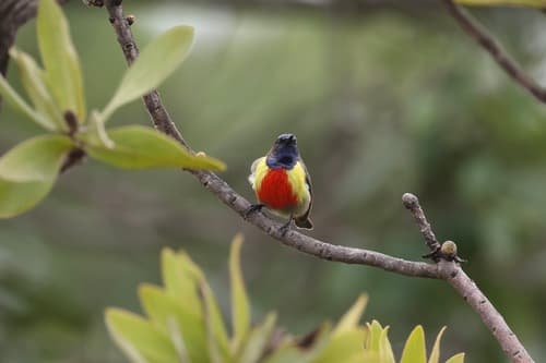 Anchieta's Sunbird