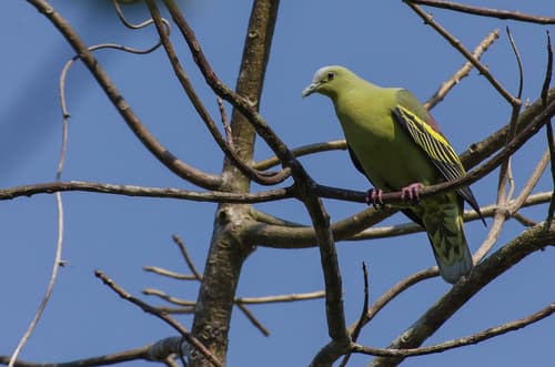 Andaman Green-Pigeon
