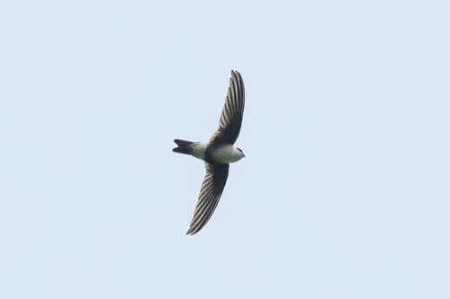 Andean Swift