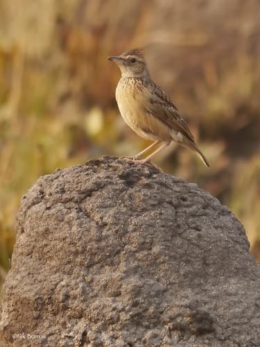 Angola Lark