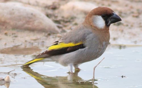 Arabian Golden-winged Grosbeak