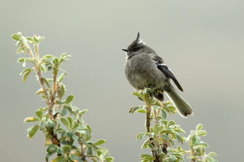 Ash-breasted Tit-Tyrant