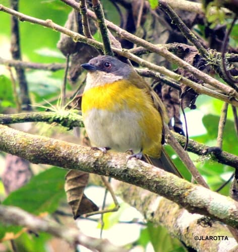 Ashy-throated Chlorospingus