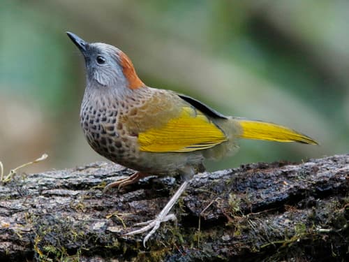 Assam Laughingthrush