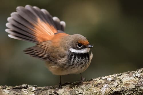 Australian Rufous Fantail