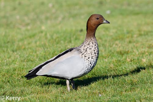 Australian Wood Duck