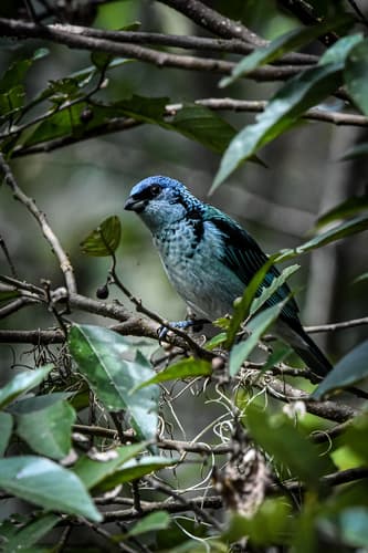 Azure-rumped Tanager