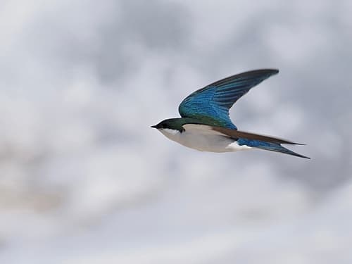 Bahama Swallow