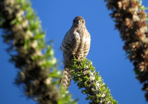 Banded Kestrel