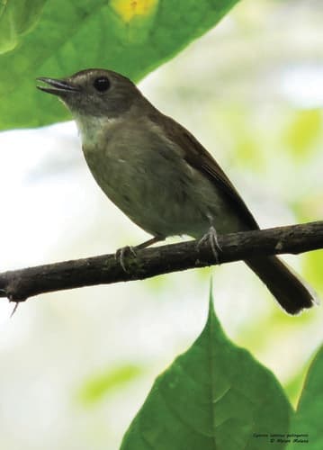 Banggai Jungle Flycatcher