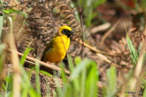 Bannerman's Weaver