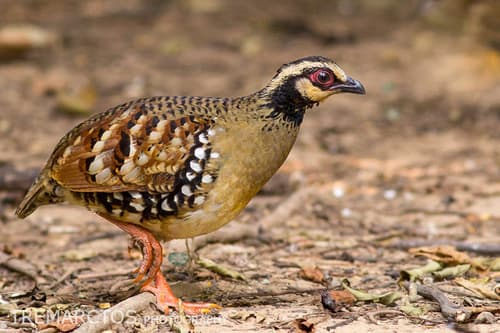 Bar-backed Partridge