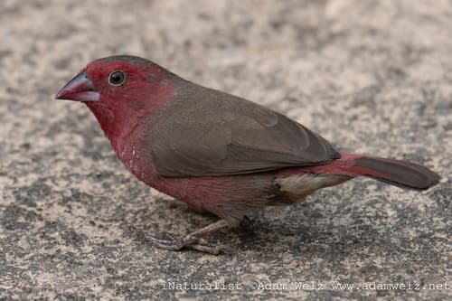 Bar-breasted Firefinch