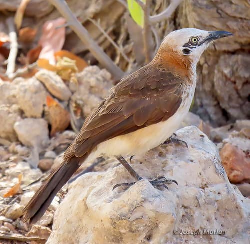 Bare-cheeked Babbler