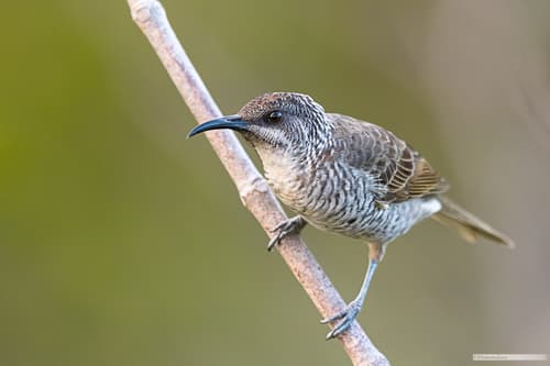 Barred Honeyeater