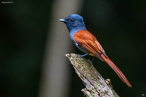 Bates's Paradise-Flycatcher
