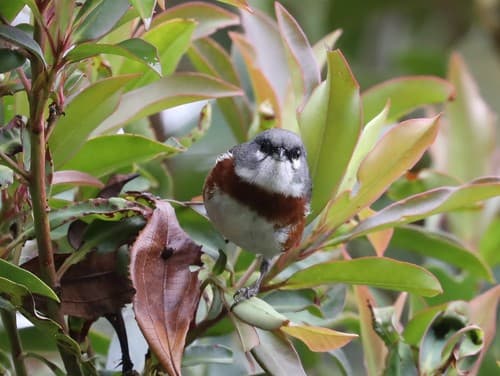 Bay-chested Warbling-Finch