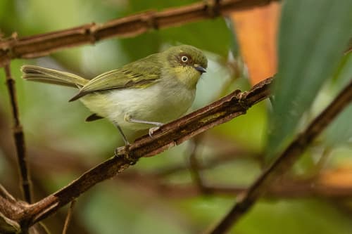 Bay-ringed Tyrannulet