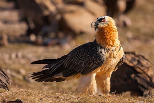 Bearded Vulture