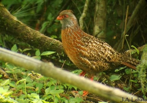 Bearded Wood-Partridge