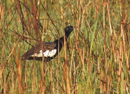 Bengal Florican
