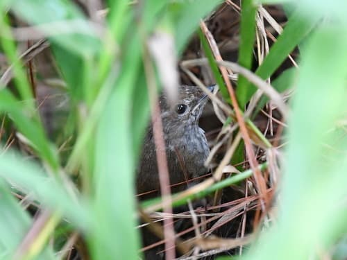 Benguet Bush Warbler