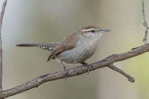 Bewick's Wren