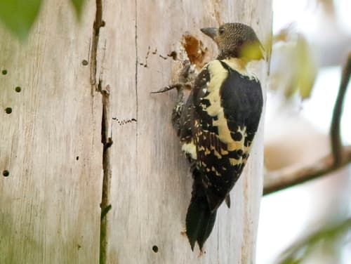 Black-and-buff Woodpecker