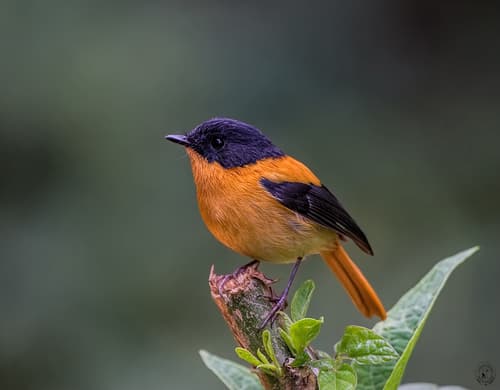 Black-and-orange Flycatcher