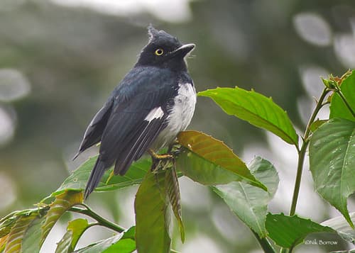 Black-and-white Shrike-flycatcher